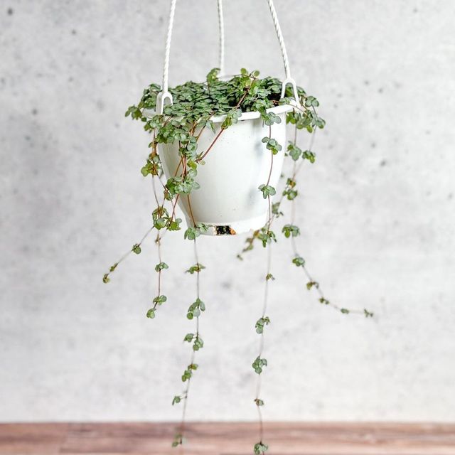 Pilea glauca 'Aqua' Silver Sparkle Hanging Basket Eds Plant Shop Pilea glauca 'Aqua' Silver Sparkle Hanging Basket Eds Plant Shop