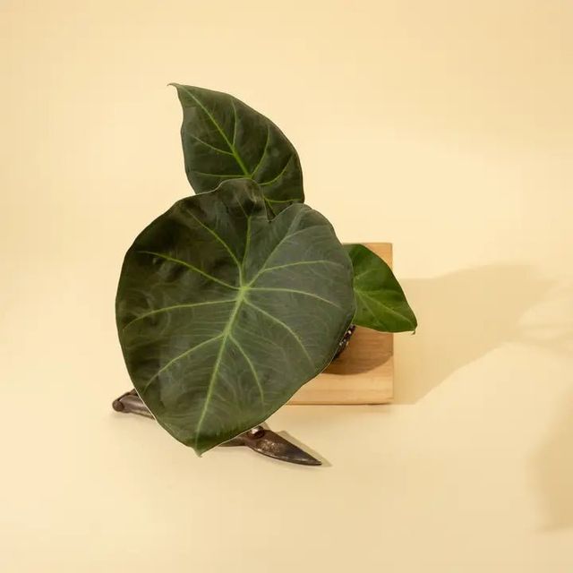 Alocasia x ‘Regal Shield’ - Regal Shield Alocasia Eds Plant Shop Alocasia x ‘Regal Shield’ - Regal Shield Alocasia Eds Plant Shop