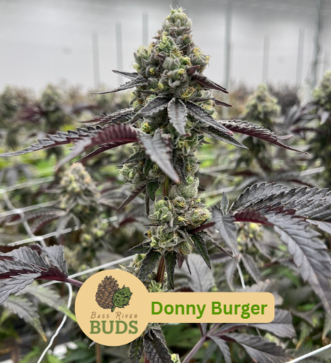 Donny Burger  Bass River BUDS