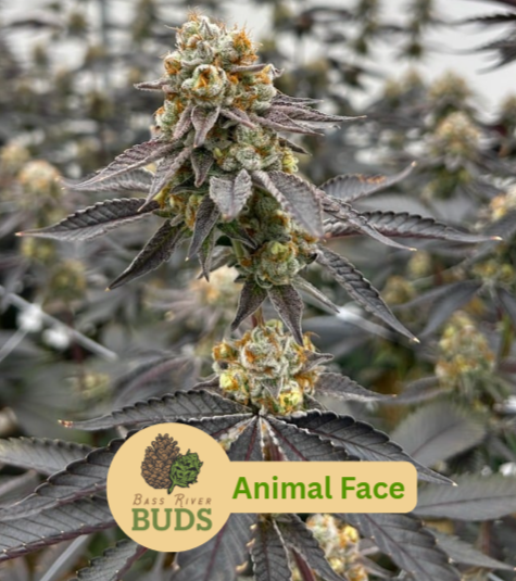 Animal Face Bass River BUDS Animal Face Bass River BUDS