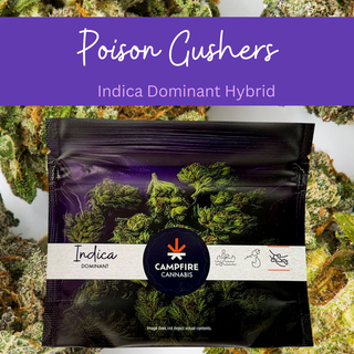Poison Gushers Campfire Cannabis