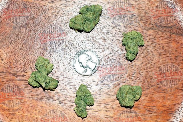 blueberry High Plainz