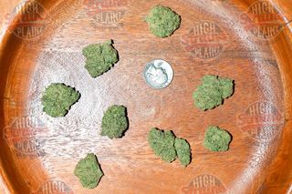 Sour OG x Cheese High Plainz