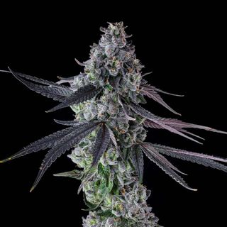 Goofiez sofresh  farms