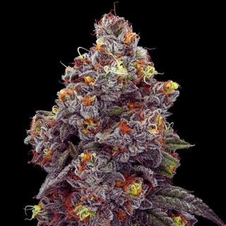 Acai Gelato sofresh  farms