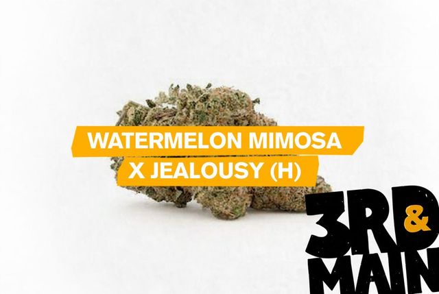 Watermelon Mimosa x Jealousy 3rd & Main
