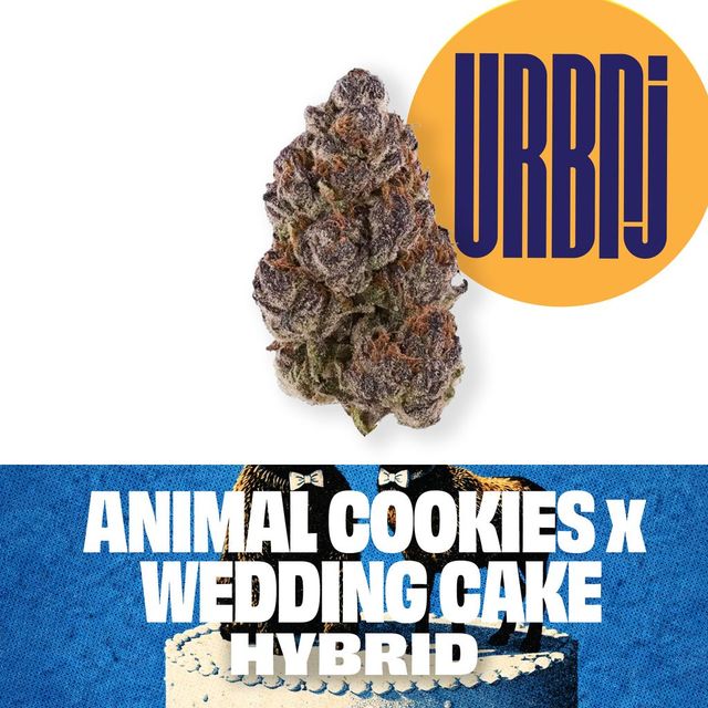Animal Cookies X Wedding Cake URBNJ