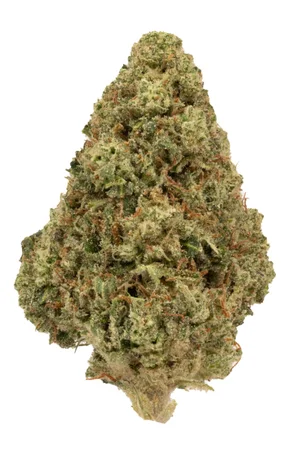 Midnight Grape Rolling Green
