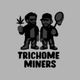 Trichome Minors Papaya Mon Concentrate Solventless Team Elite Genetics Trichome Minors Papaya Mon Concentrate Solventless Team Elite Genetics
