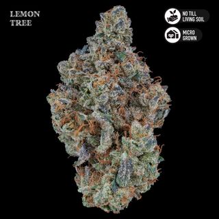 Cannabis Promo, Cannabis Sales, Cannabis Discounts, Cannabis on Sale, Royal Genetics 2