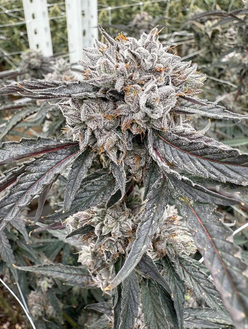 Rainbow Gelato | Victory Natural Farms Rainbow Gelato | Victory Natural Farms