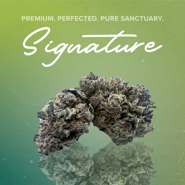 Pink Milk Sanctuary Cannabis