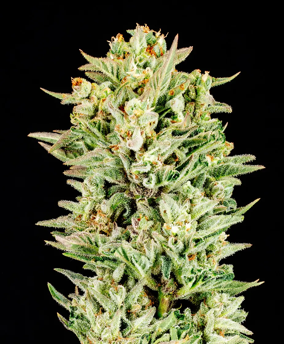 Turtle Taffy 7g North Lake Supply