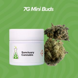 Pink Milk Sanctuary Cannabis