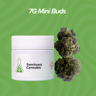 Black Plague Sanctuary Cannabis