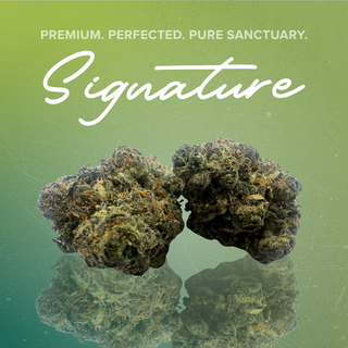 Black Plague Sanctuary Cannabis