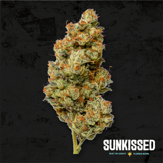 Biscotti x OZ Sunkissed