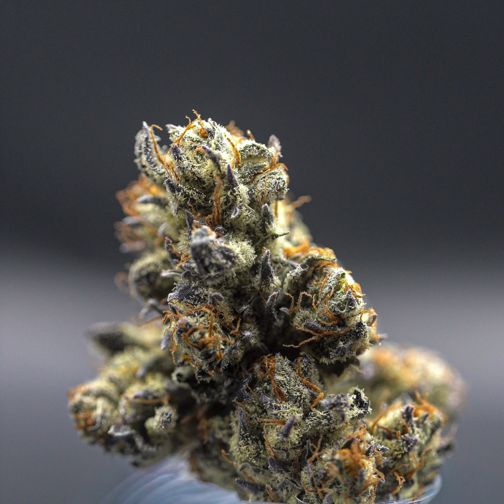Milkweed |The Queen