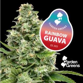 Rainbow Guava Garden Greens