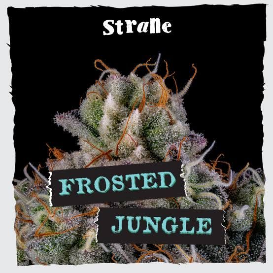 Frosted Jungle Strane