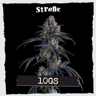 10gs Strane