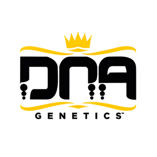 Kosher Kush DNA Genetics