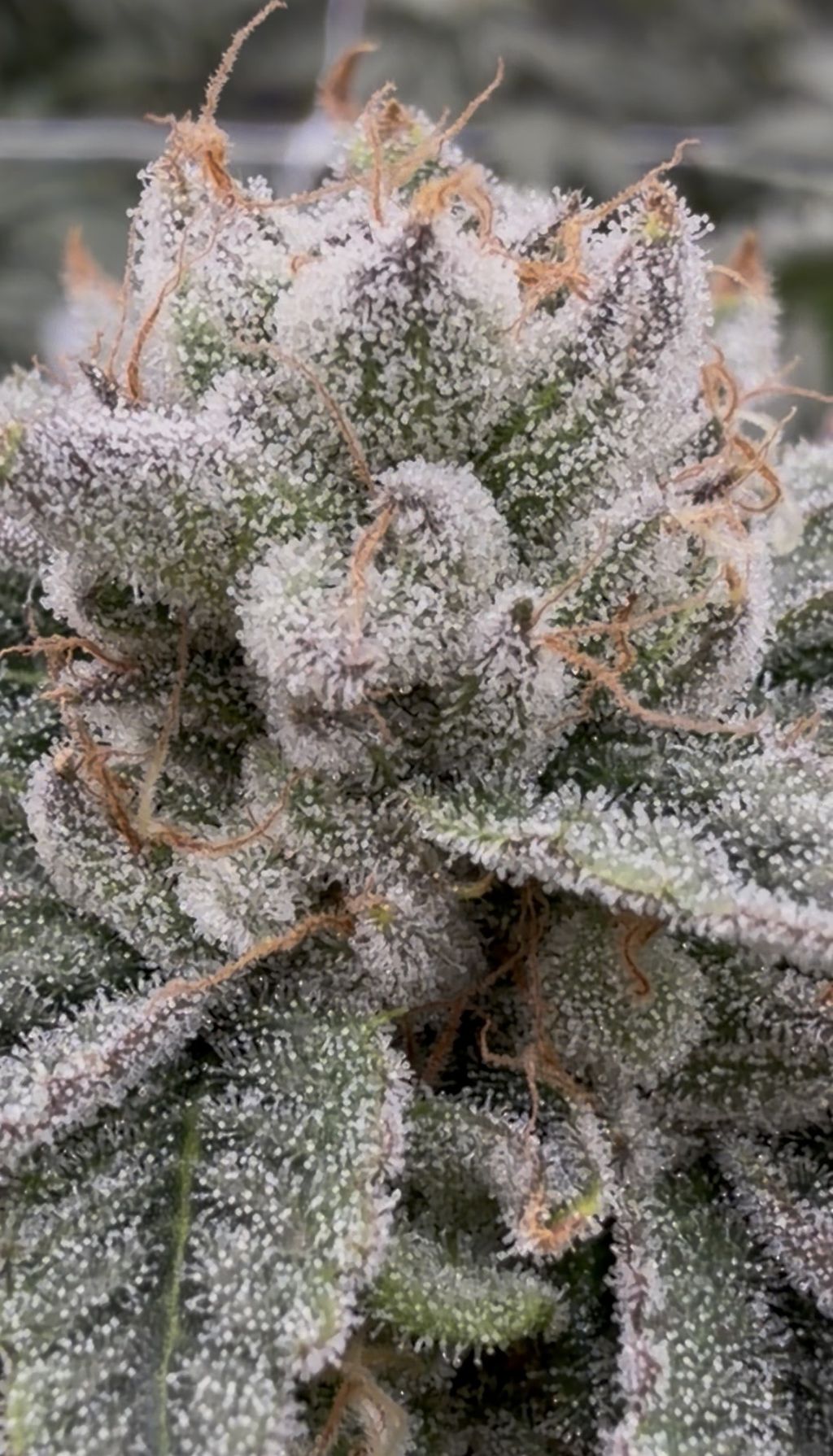 Parks Grove Giraffe Puzzy 🦒🌿 Pre-Pack Smalls 3.5g