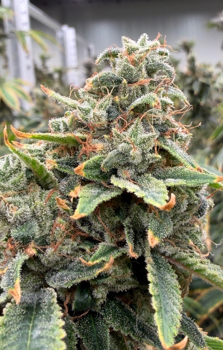 Parks Grove Sour Diesel ⛽🍋 Pre-Pack Smalls 3.5g