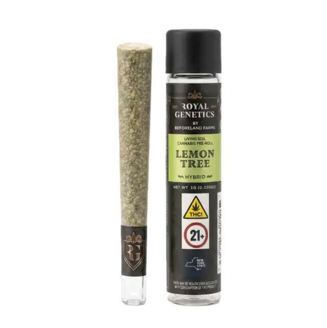 Lemon Tree Royal Genetics