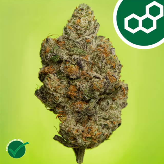 Carbon FBR Theraplant