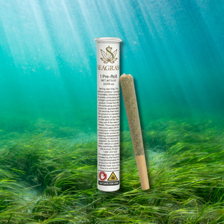 Exit 9 Seagrass