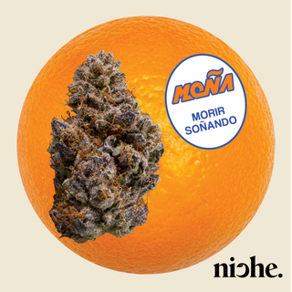 X Niche | Morir Sonando  Mona