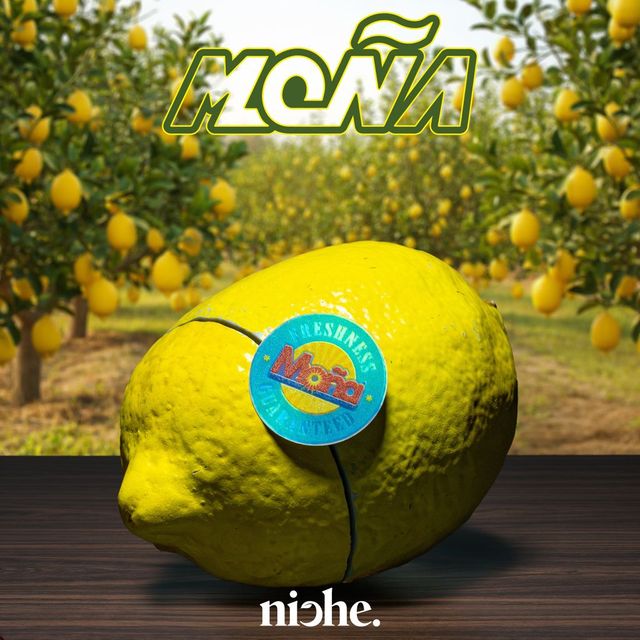 X Niche | Citrico Mona X Niche | Citrico Mona