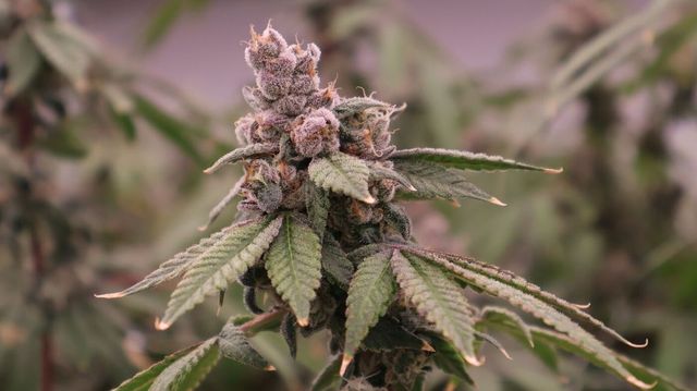 Apple Fritter High Grass Premium