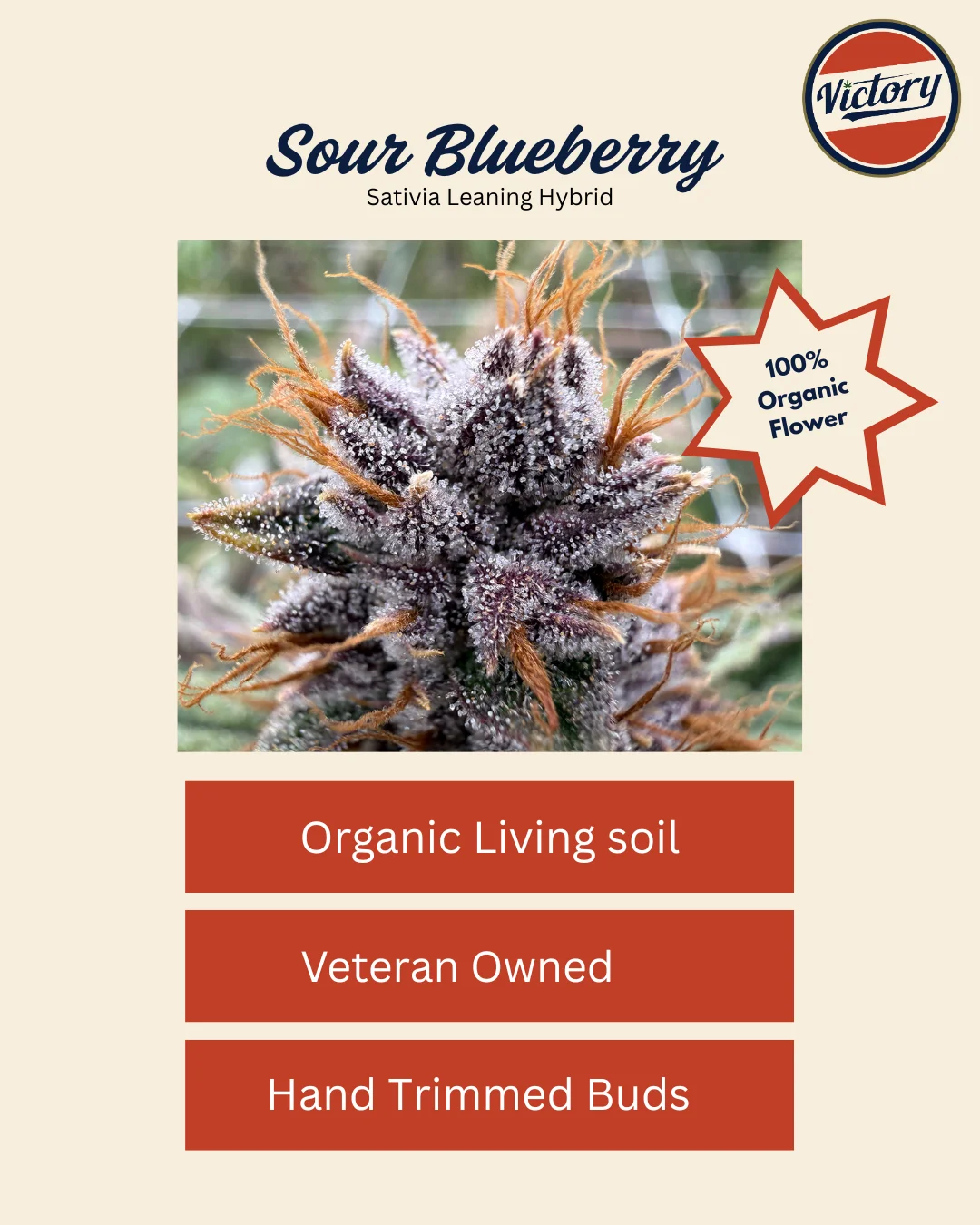 Sour Blueberry | Victory Natural Farms Sour Blueberry | Victory Natural Farms