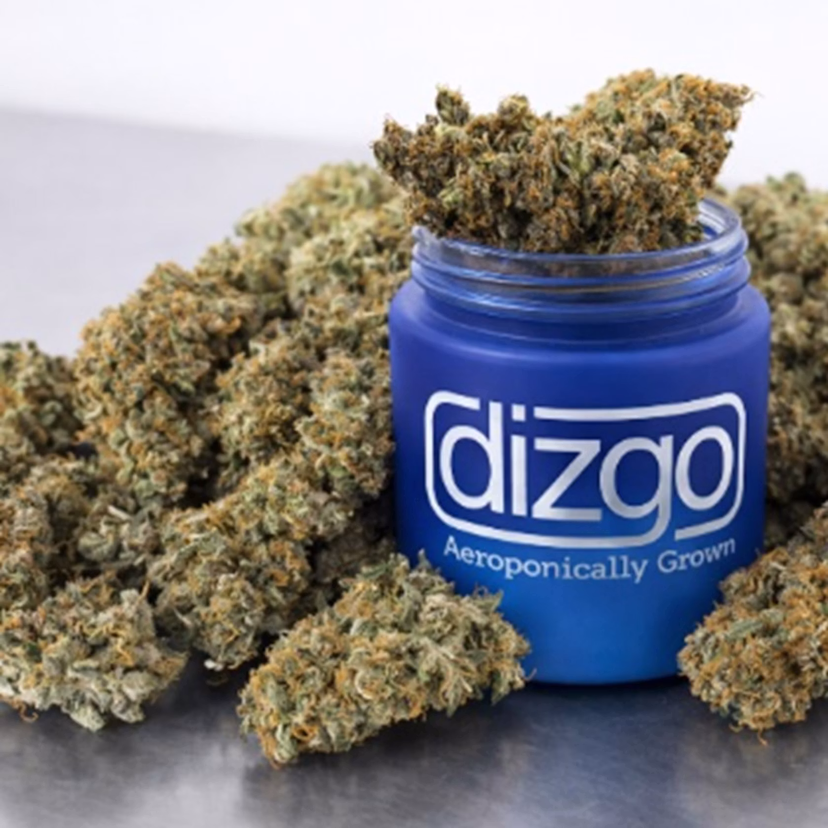 Medusa dizgo