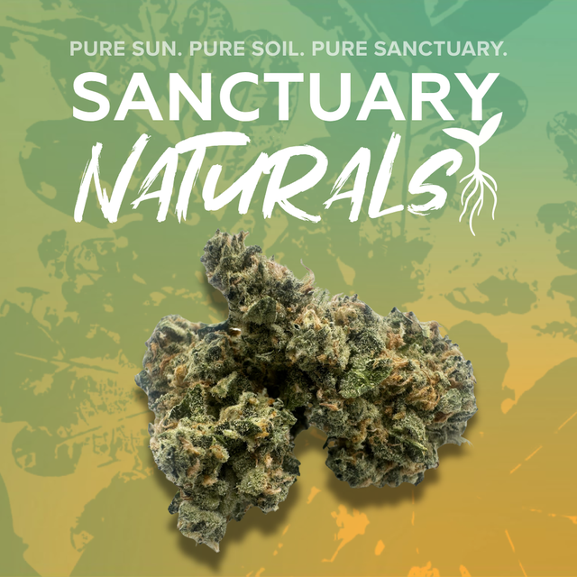 Terpy Slurpee Sanctuary Cannabis