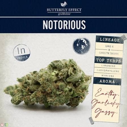Notorious Butterfly Effect Notorious Butterfly Effect