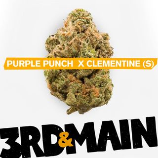 Purple Punch x Clementine Flower 3Rd & Main