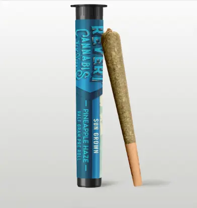 Pineapple Haze Revert Cannabis Pineapple Haze Revert Cannabis