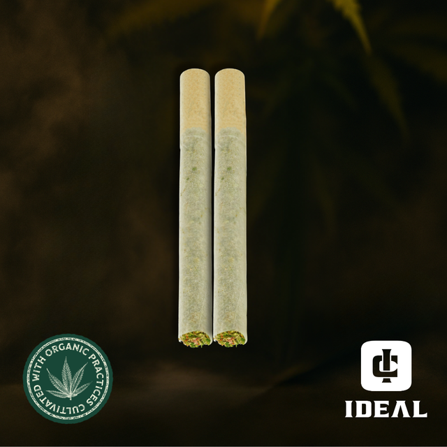 Moroccan Peaches Ideal Cannabis