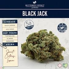 Black Jack Butterfly Effect