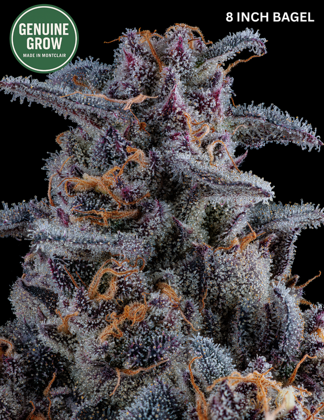 8 Inch Bagel Genuine Grow