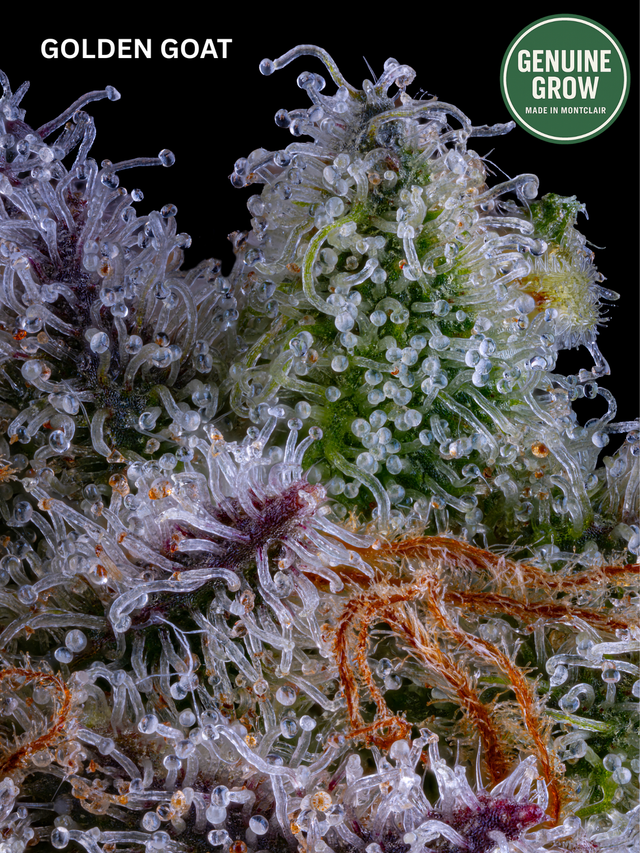 Golden Goat Genuine Grow