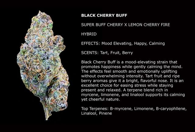 Fire & Ice- Black Cherry Buff Hash Rosin Flora Arbor Fire & Ice- Black Cherry Buff Hash Rosin Flora Arbor