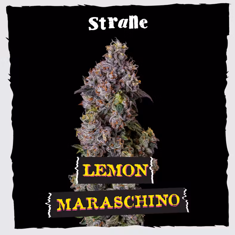 Lemon Maraschino 3.5G Flower Strane