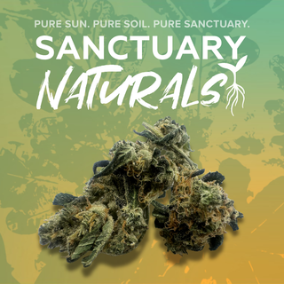 Gelonade Sanctuary Cannabis