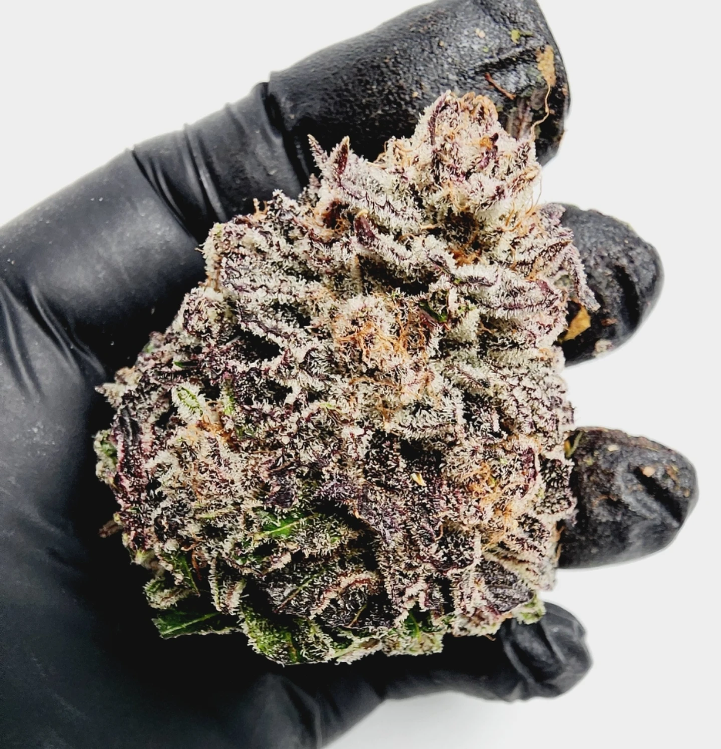 Bubblegum Gelato Bull Moon Inc Bubblegum Gelato Bull Moon Inc