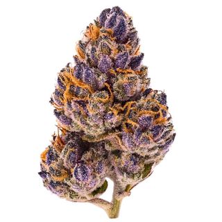 Scorpion King Bull Moon Inc