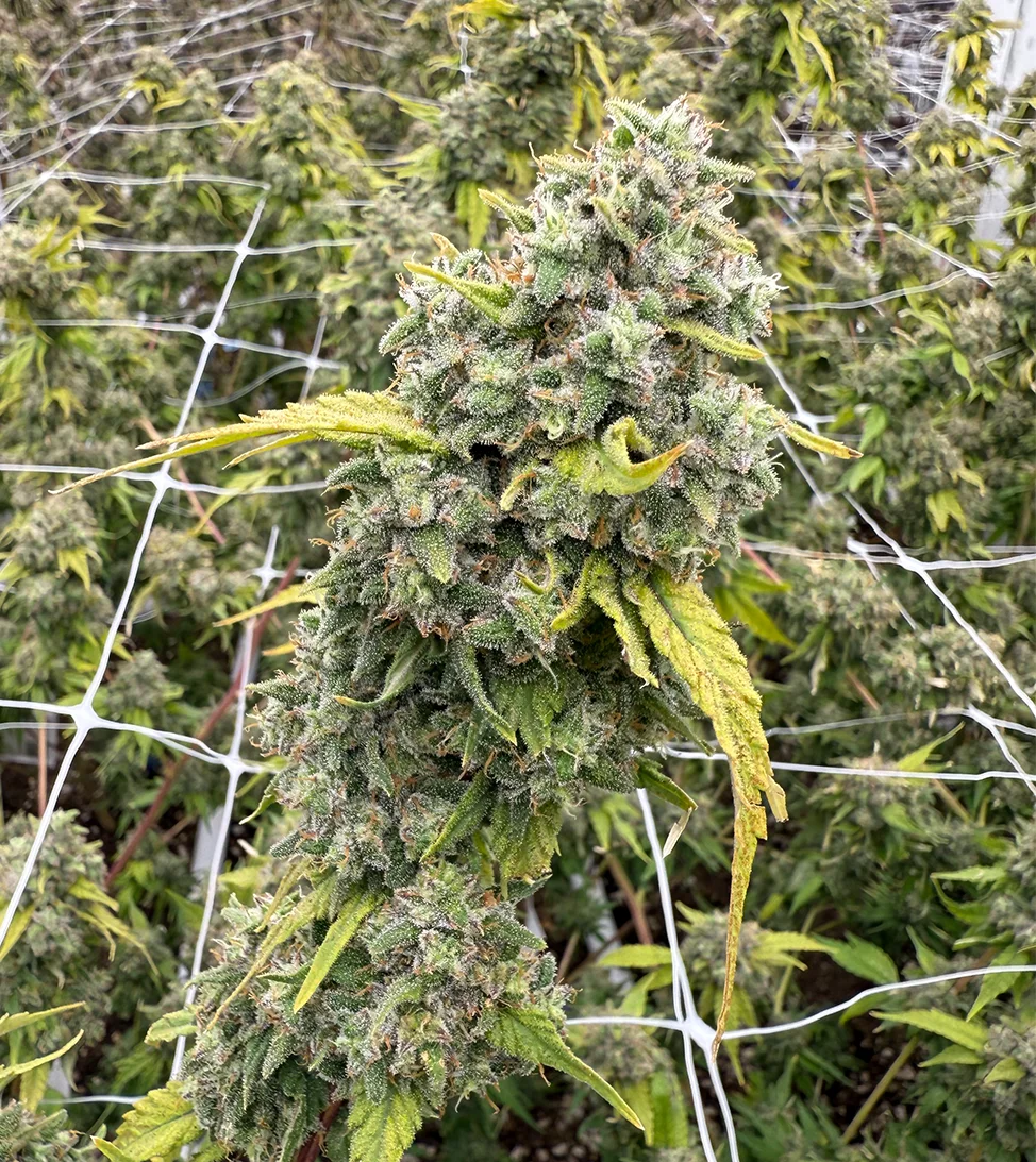 White Widow | Victory Natural Farms White Widow | Victory Natural Farms
